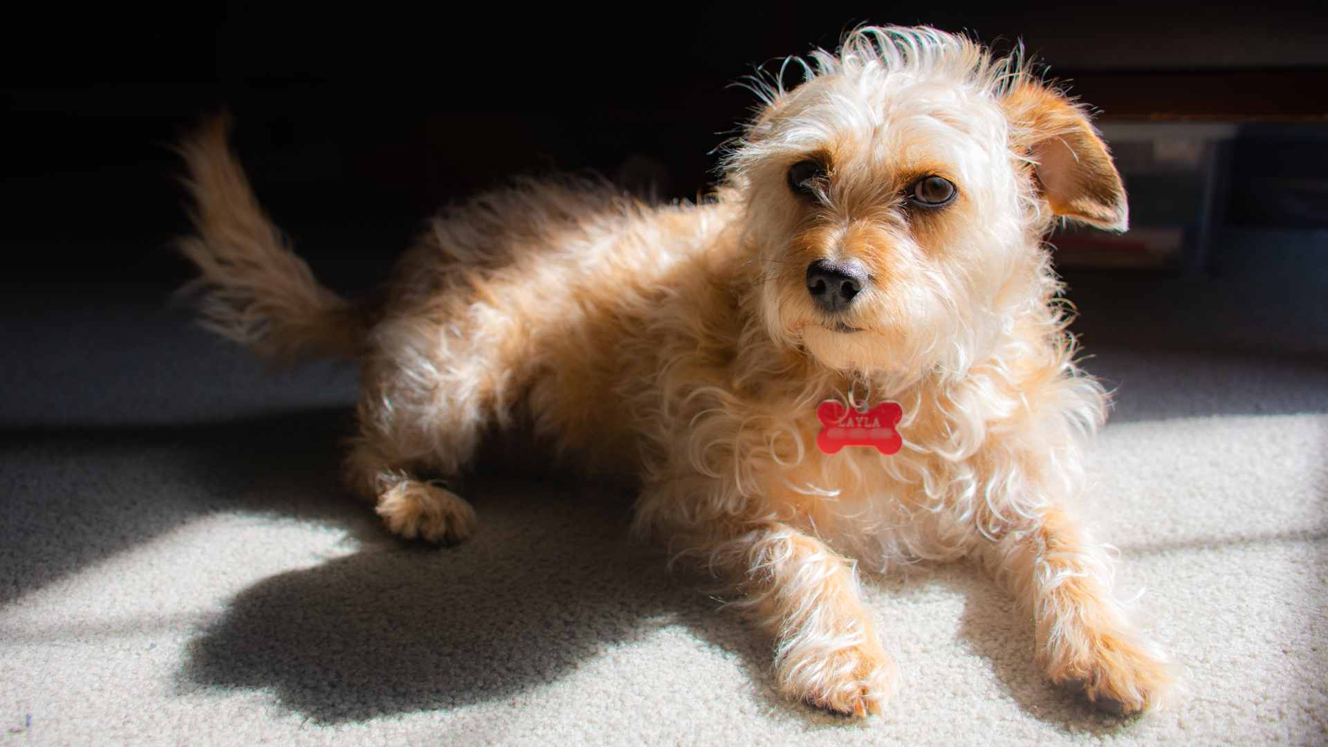stock photo of dog on white carpet